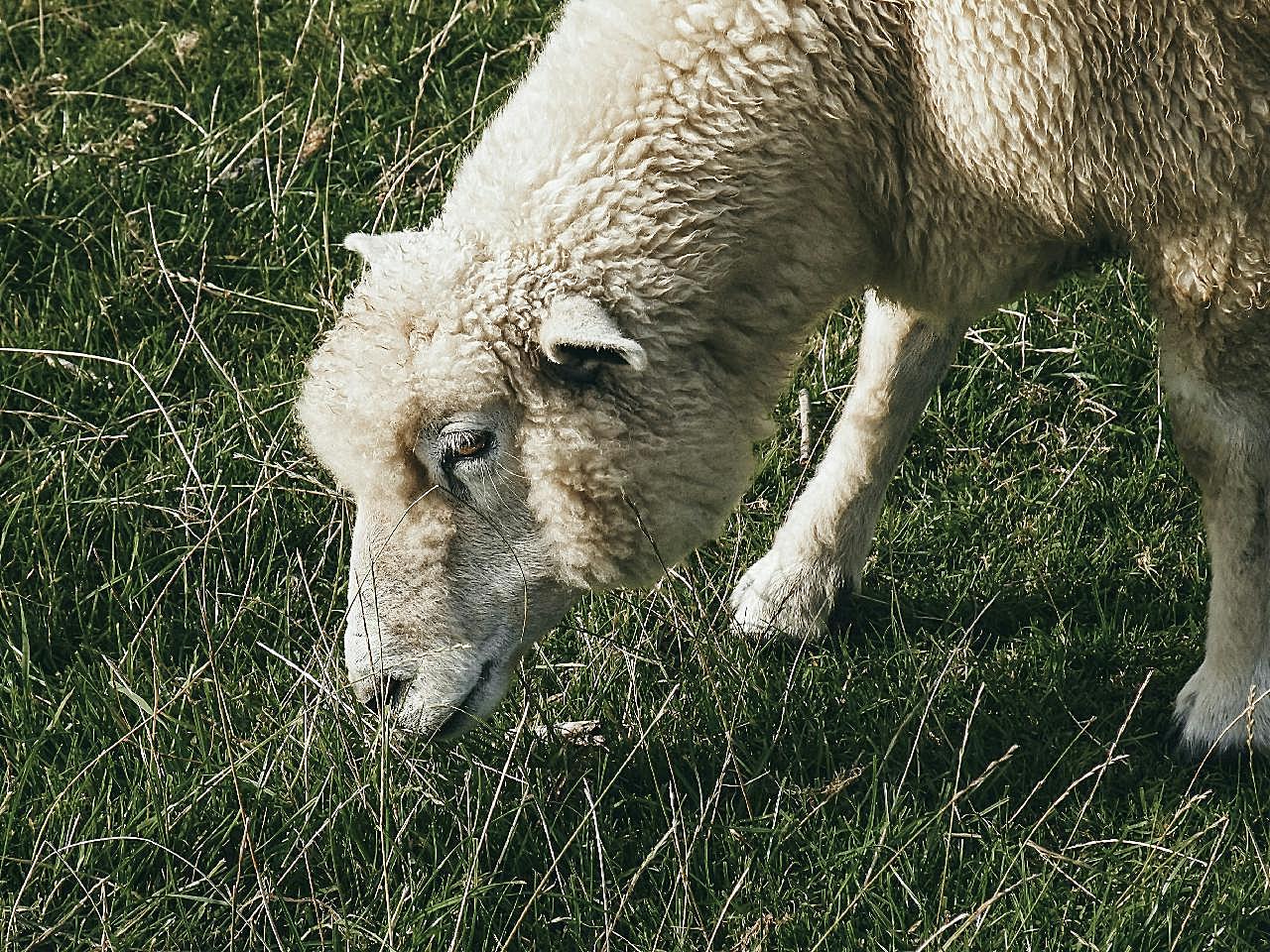 可爱的绵羊吃草图片摄影高清