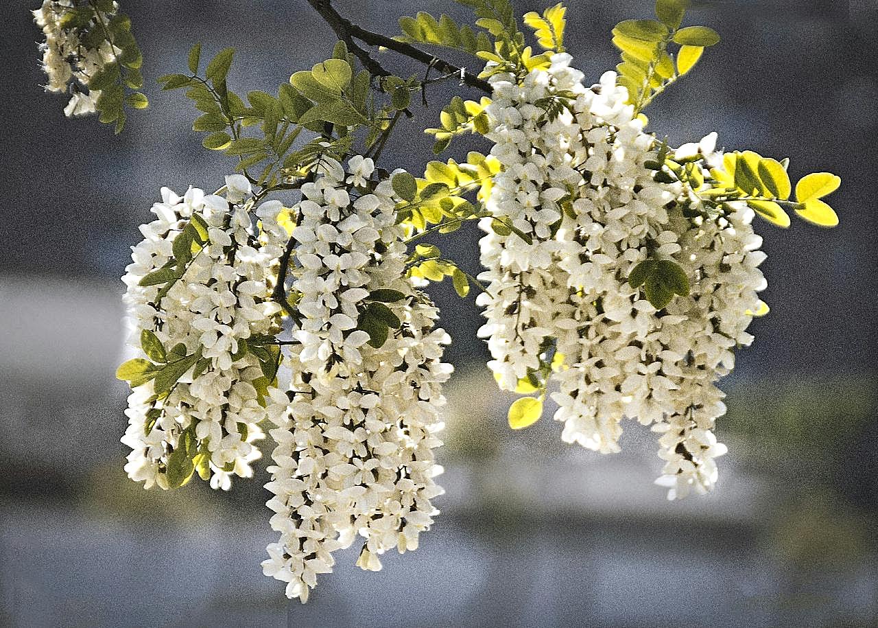 春天花簇图片花卉