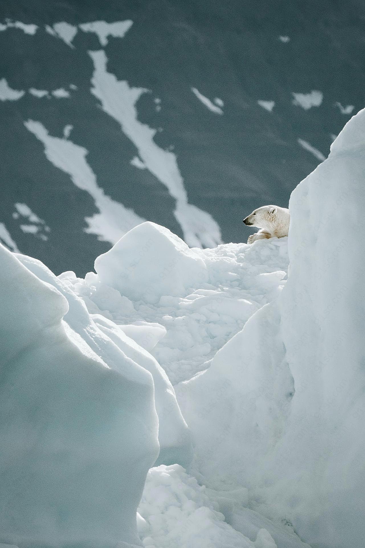 冰雪中的北极熊图片动物图片