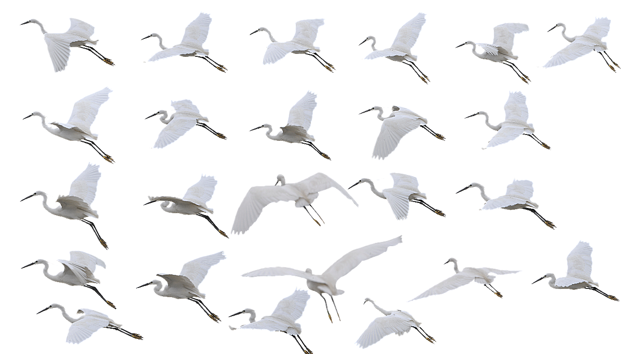 飞行中的白鹤野生动物