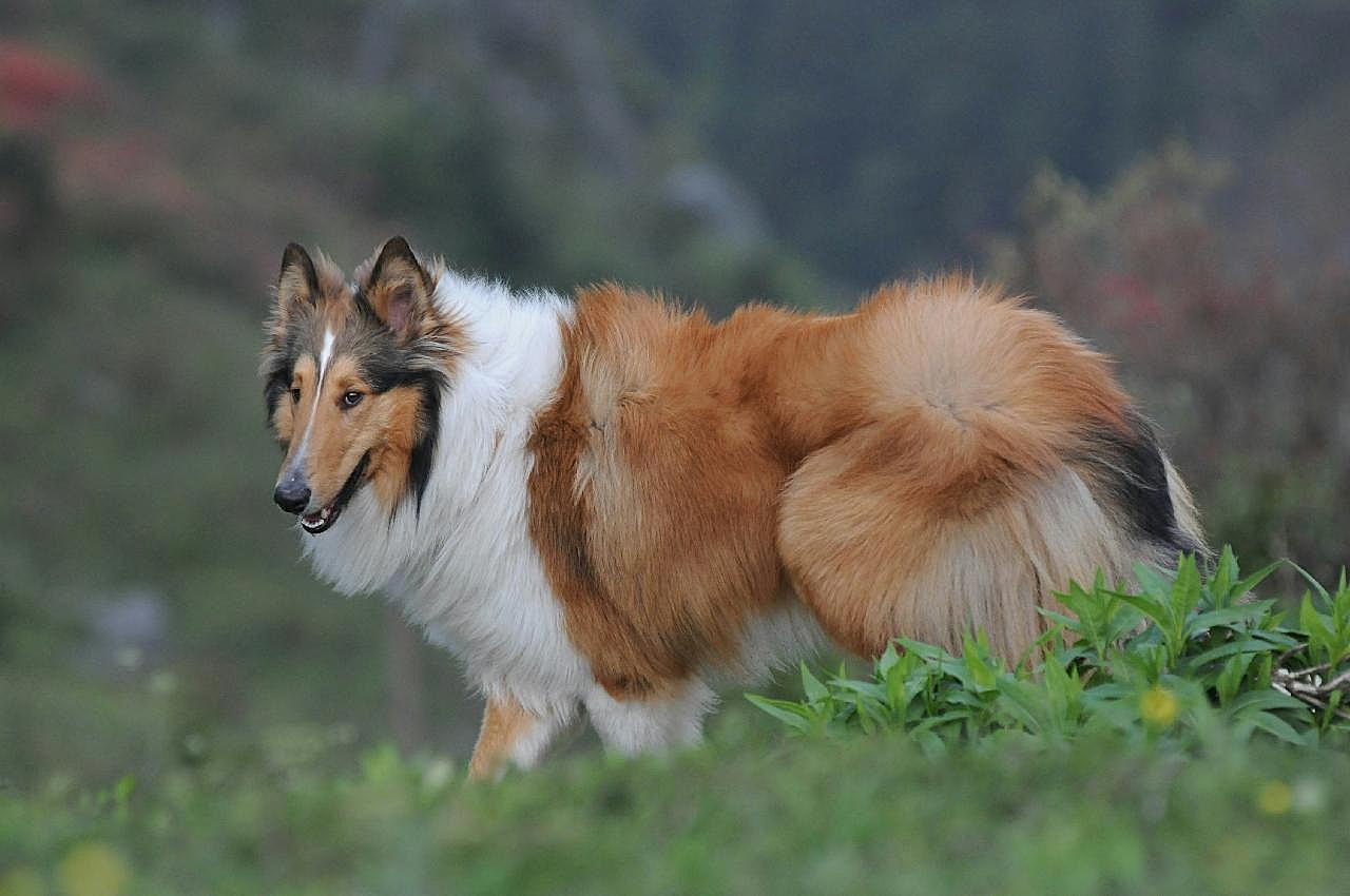 苏格兰牧羊犬图片下载摄影高清