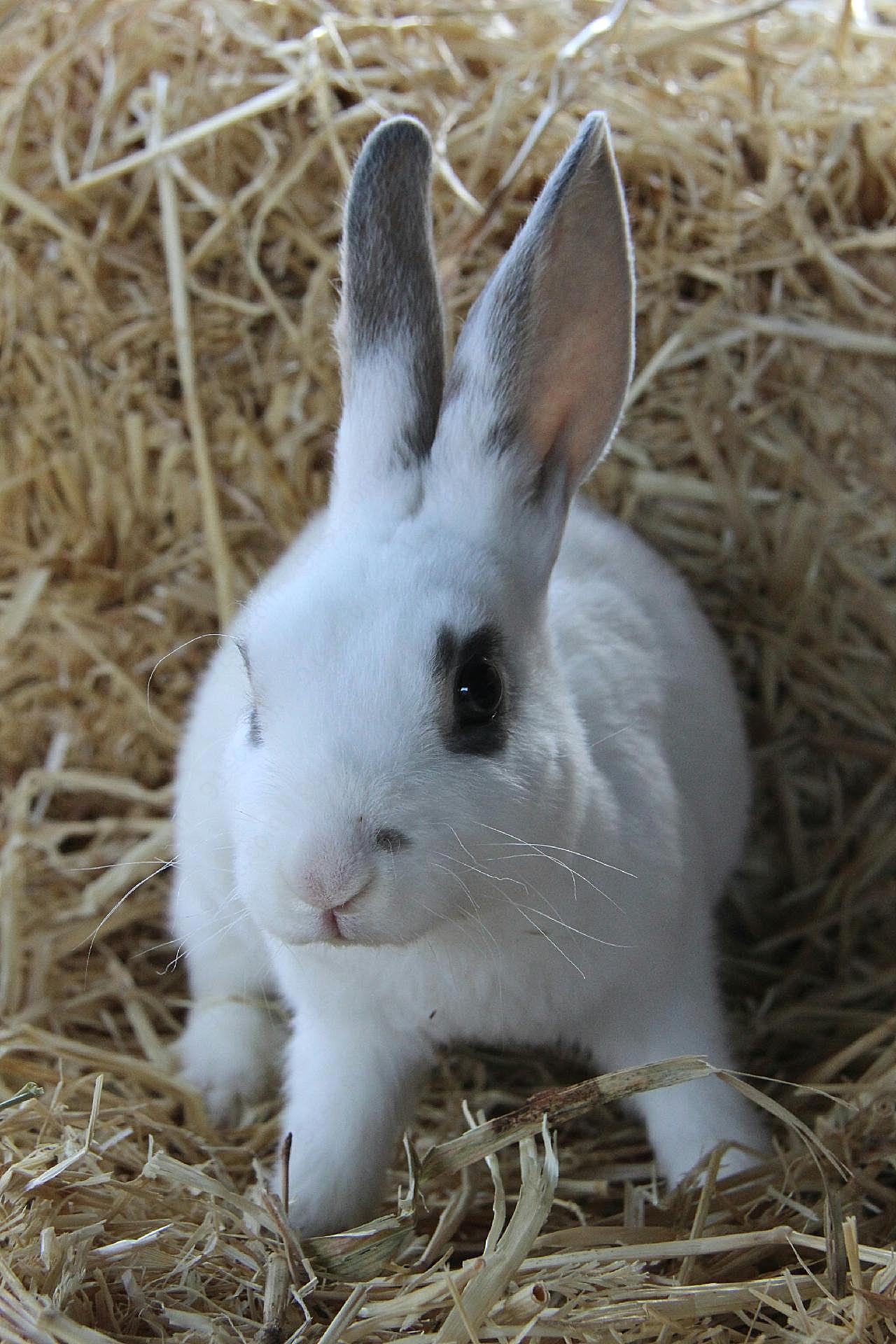小白兔可爱图片兔子
