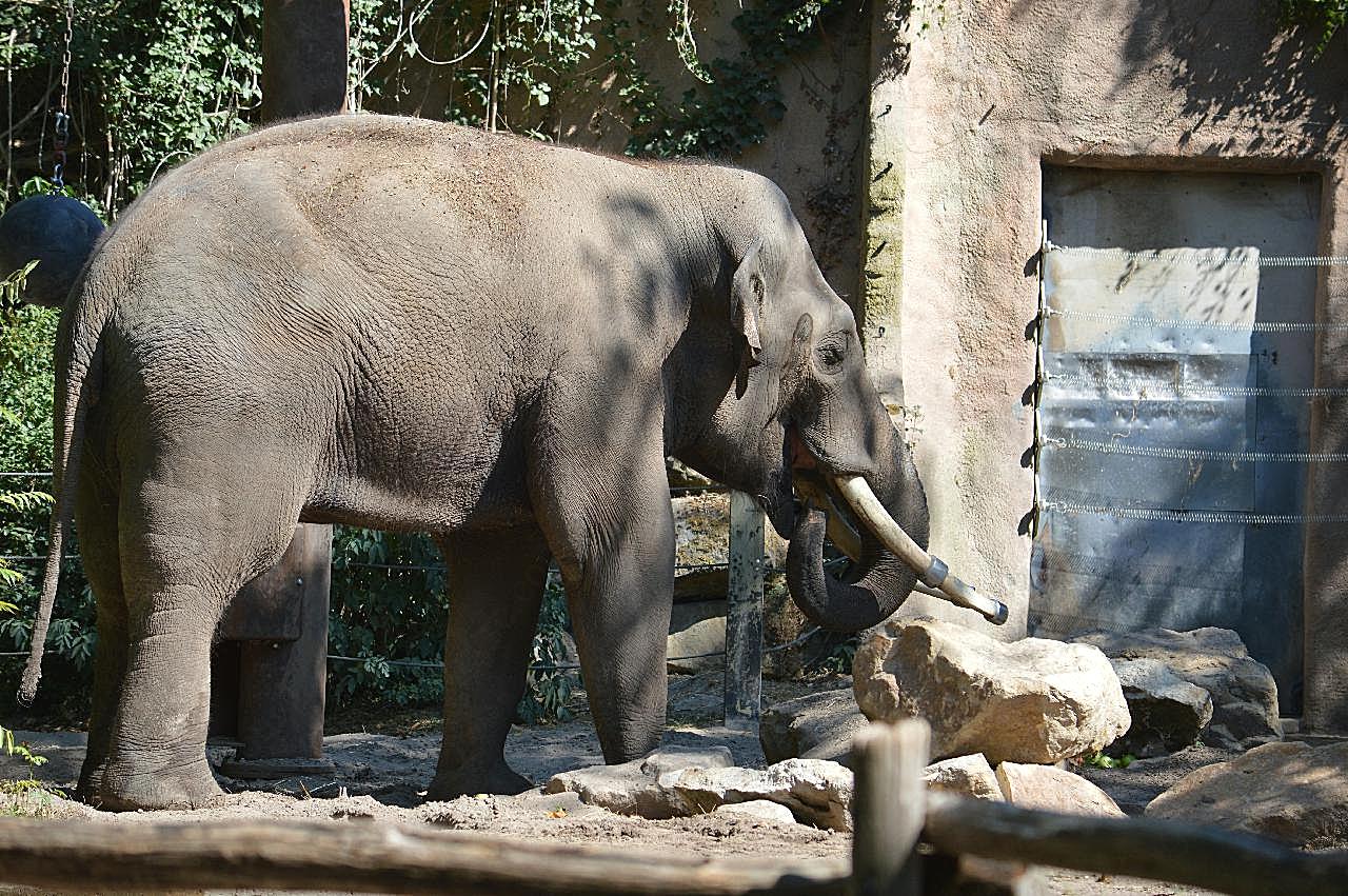 泰国动物大象图片摄影高清
