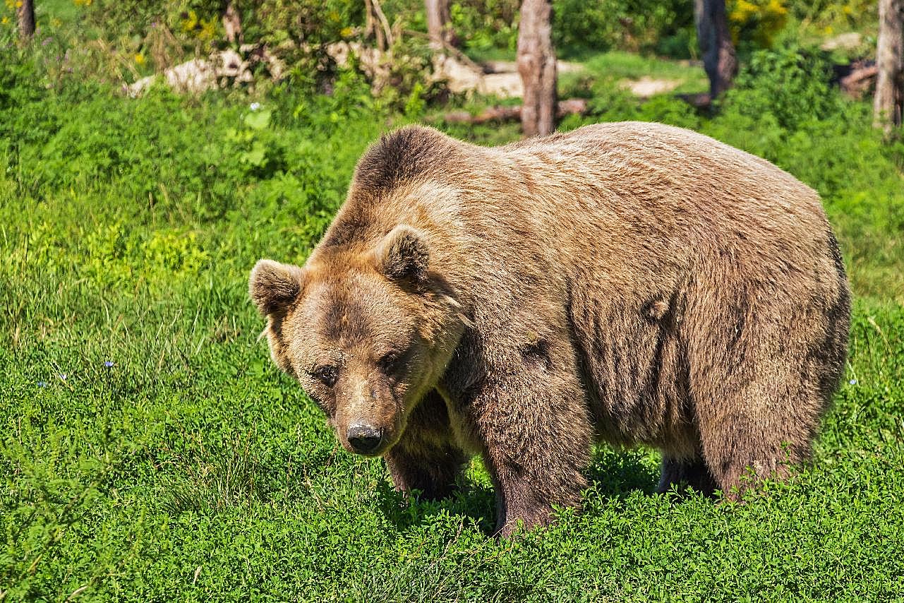 棕熊的图片高清摄影