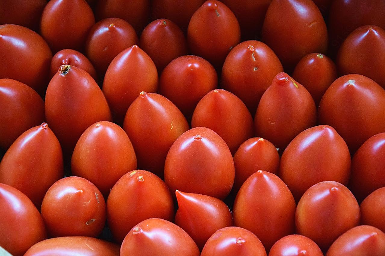 小番茄背景图片生物