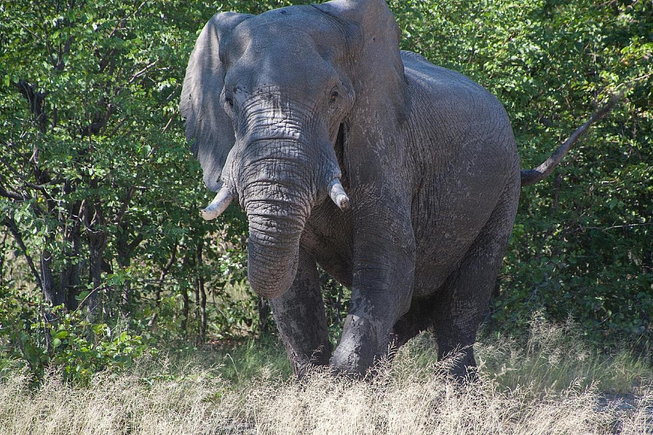 南非丛林大象图片高清摄影
