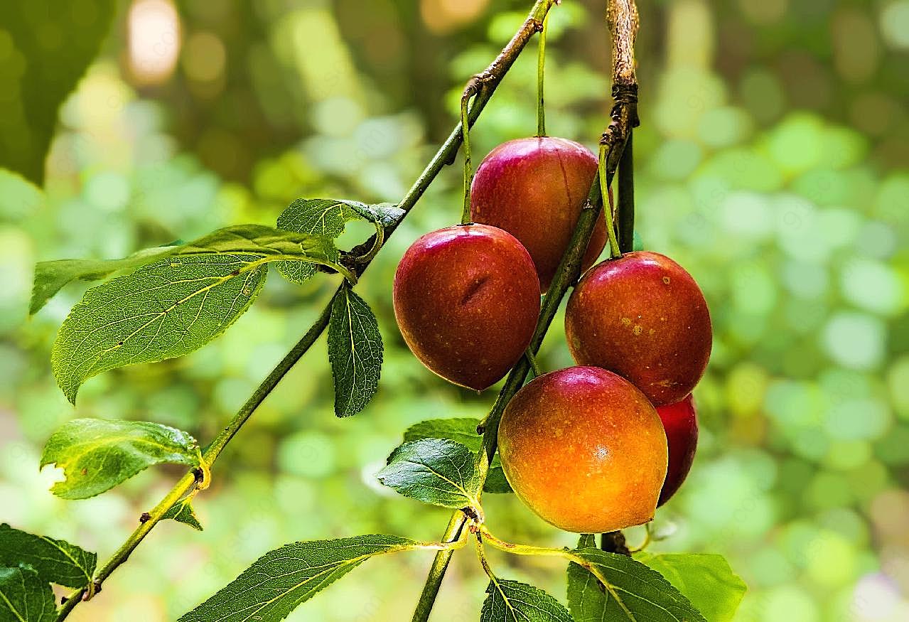 树上的油桃图片水果