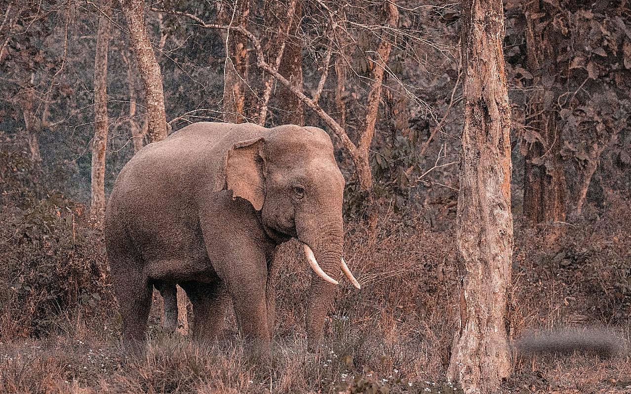 一只孤独的大象图片摄影高清