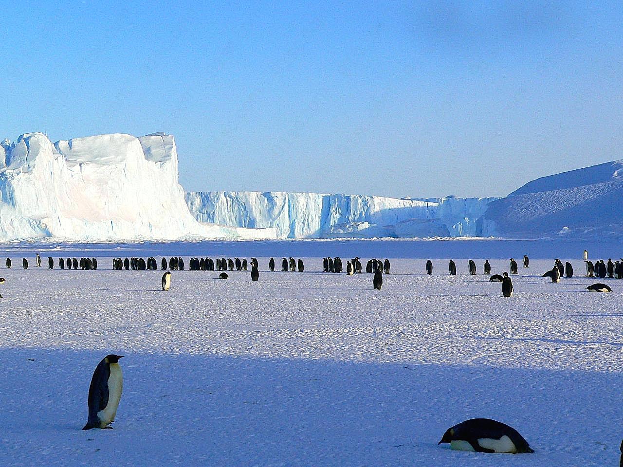 南极企鹅图片摄影