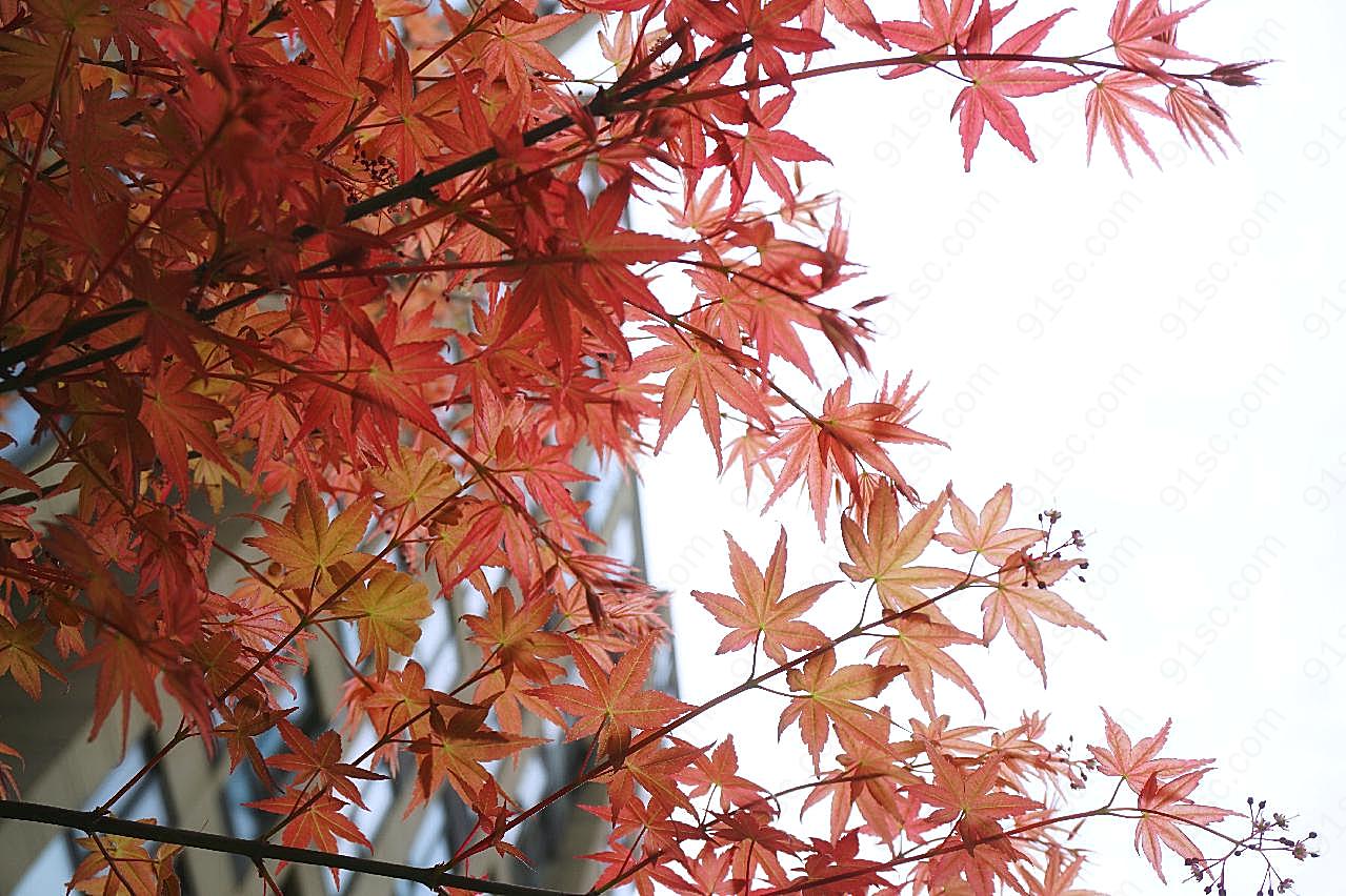 枫树枝红叶风景图片自然