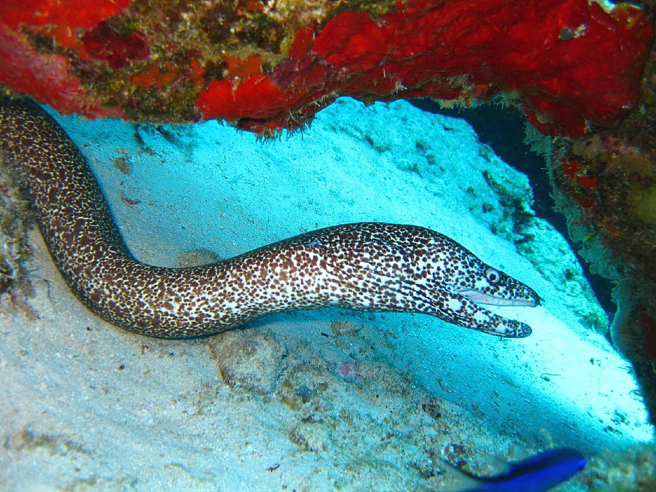 海鳗图片高清摄影