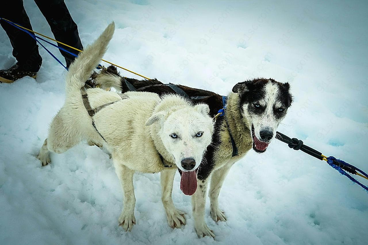 雪地雪橇犬图片摄影高清