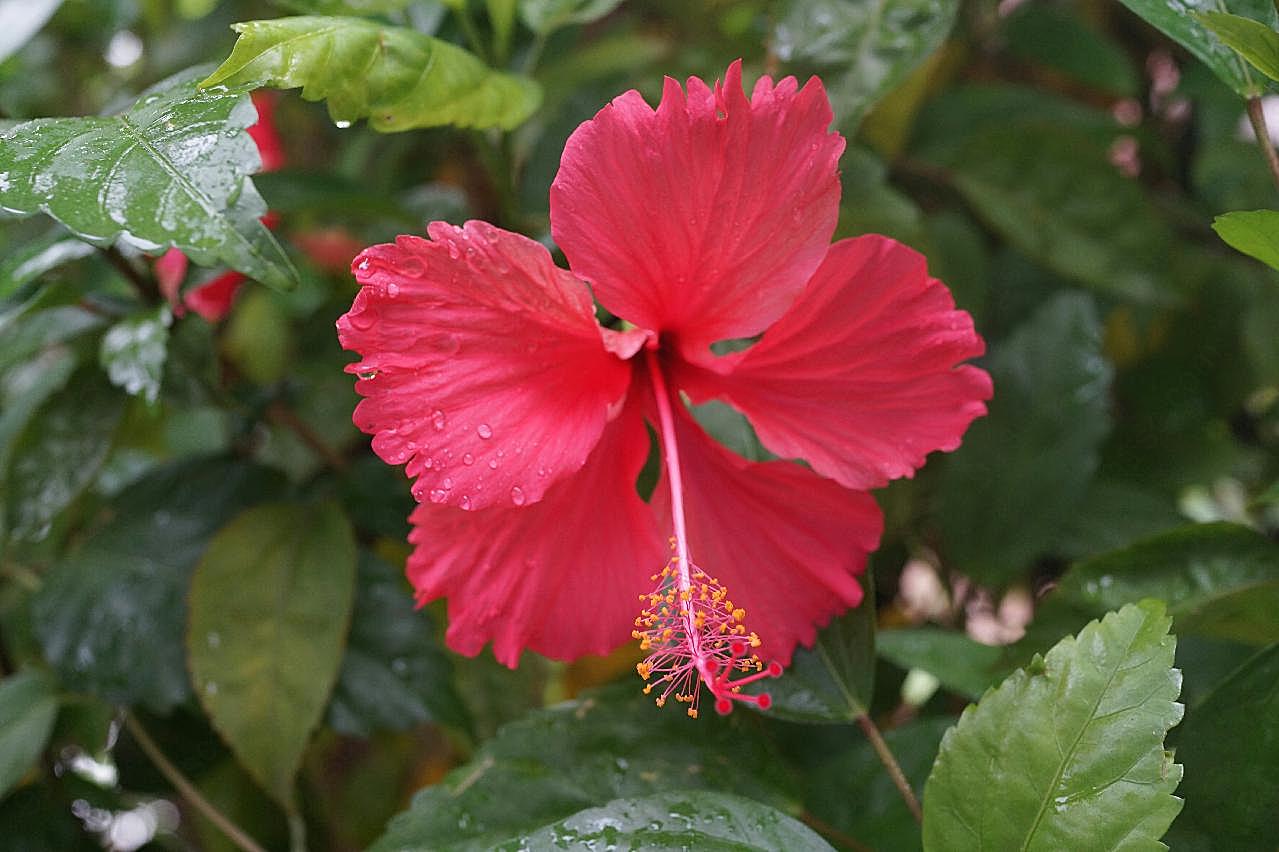 雨后木槿花图片摄影高清