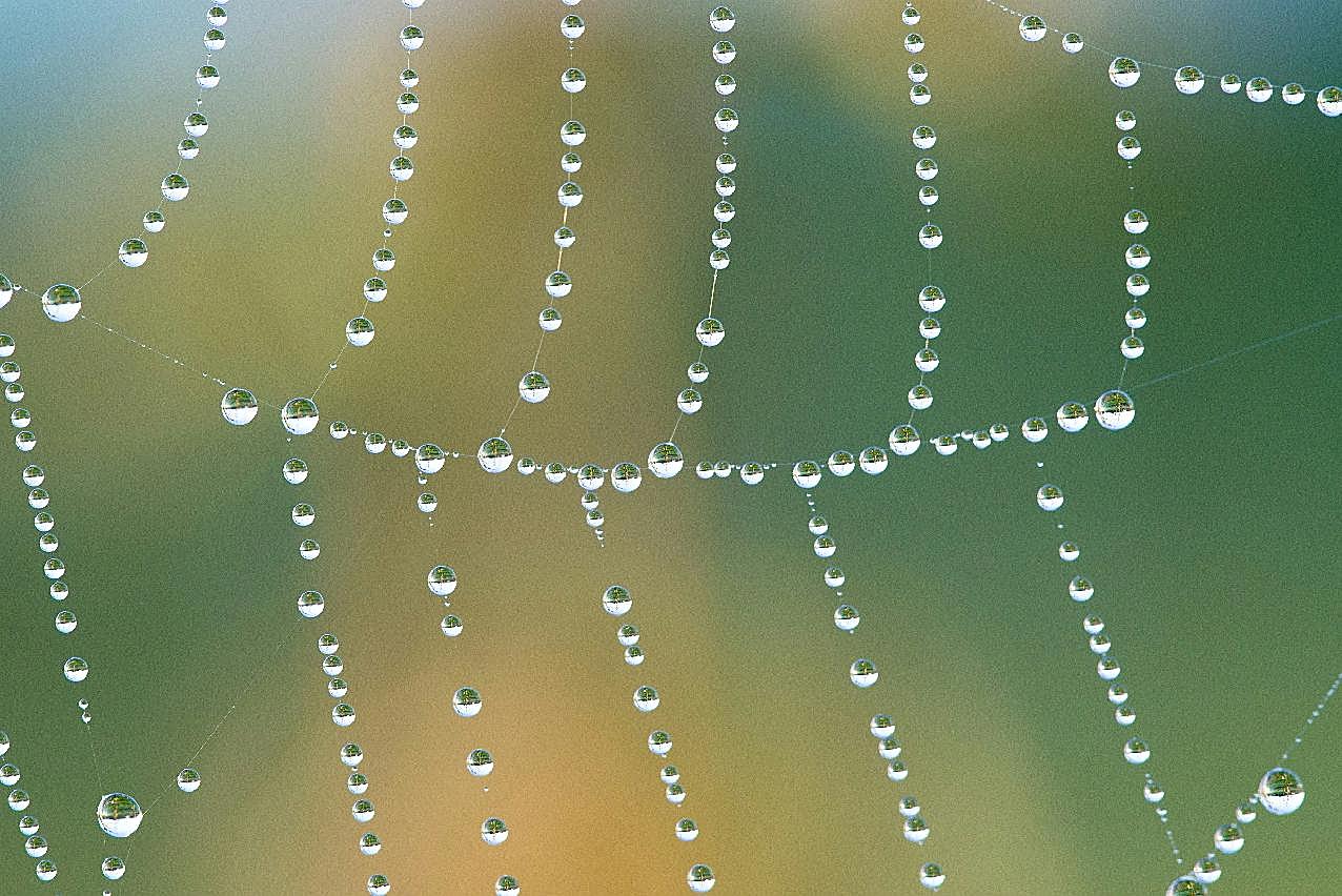 水珠串蜘蛛网图片摄影