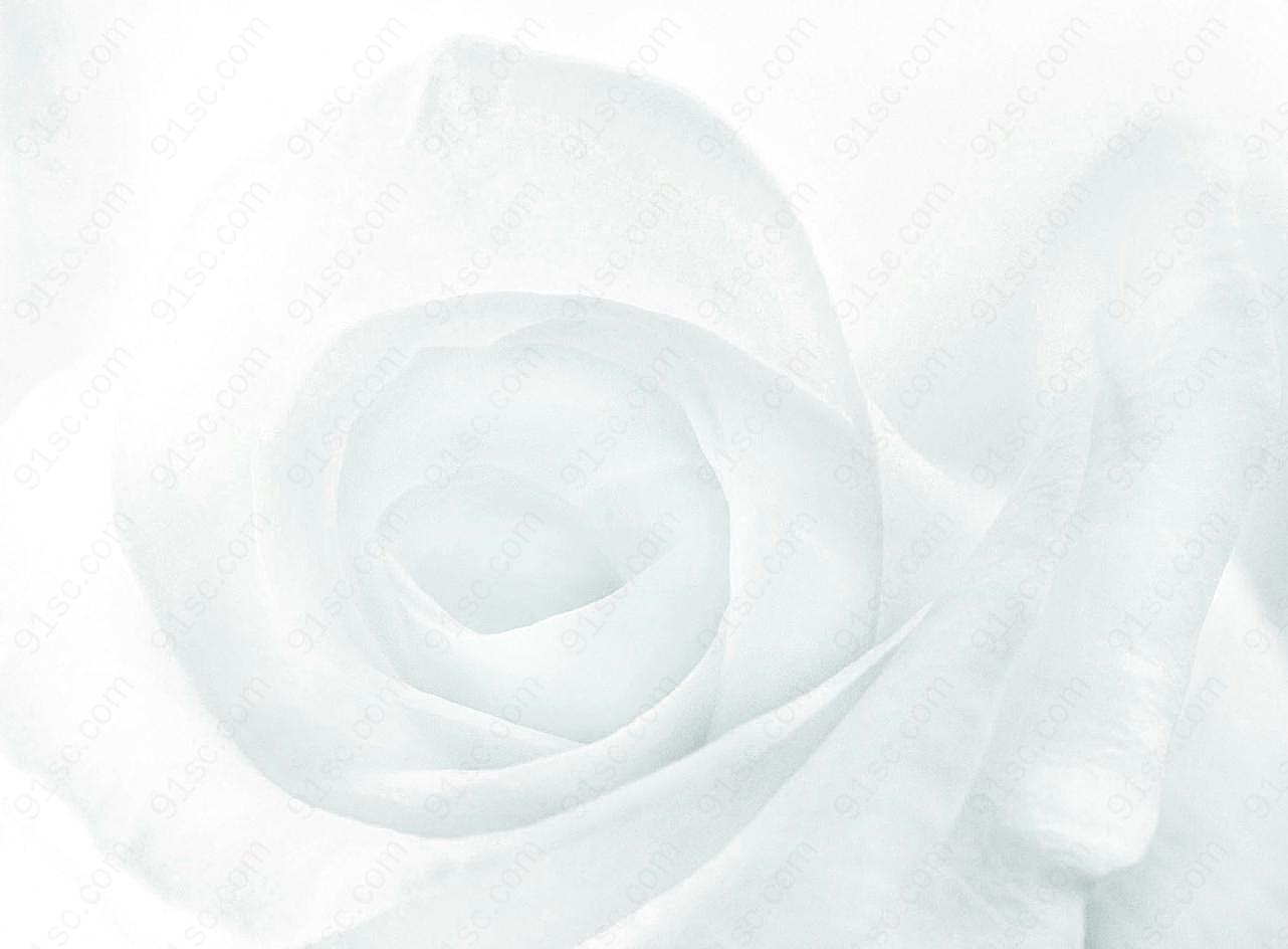 玫瑰花背景图片高清摄影