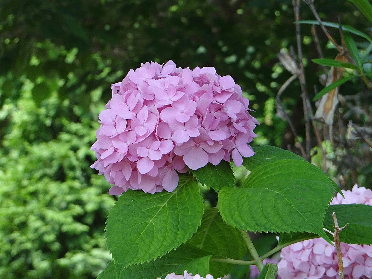 唯美绣球花图片花卉