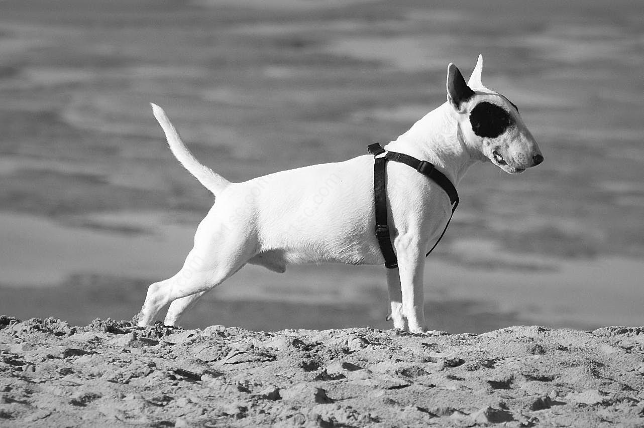 比特犬黑白图片狗