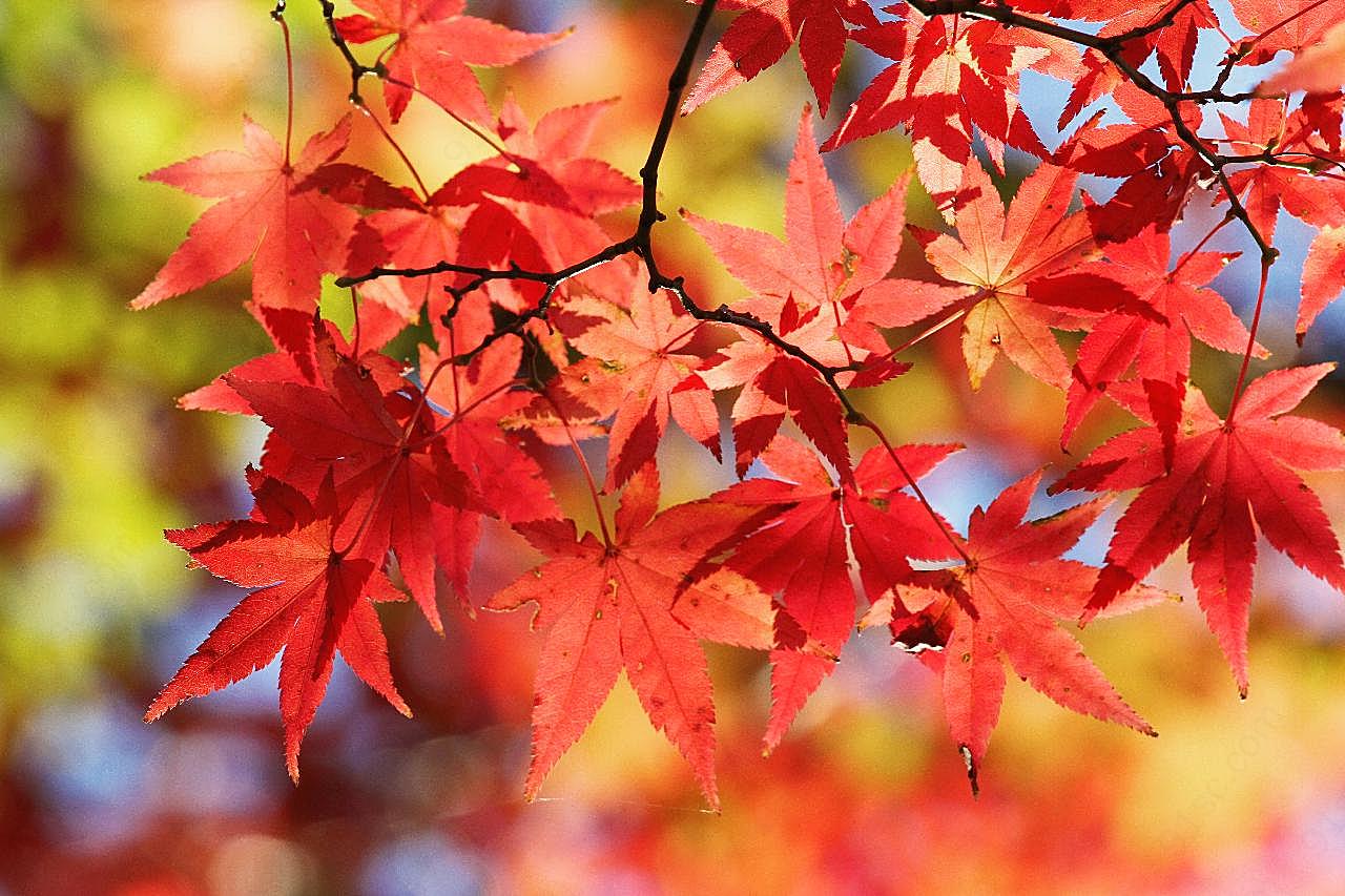 秋天漂亮红摄影图片枫叶