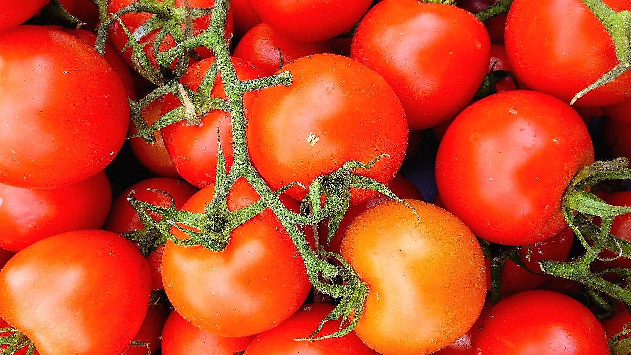 西红柿图片高清生物