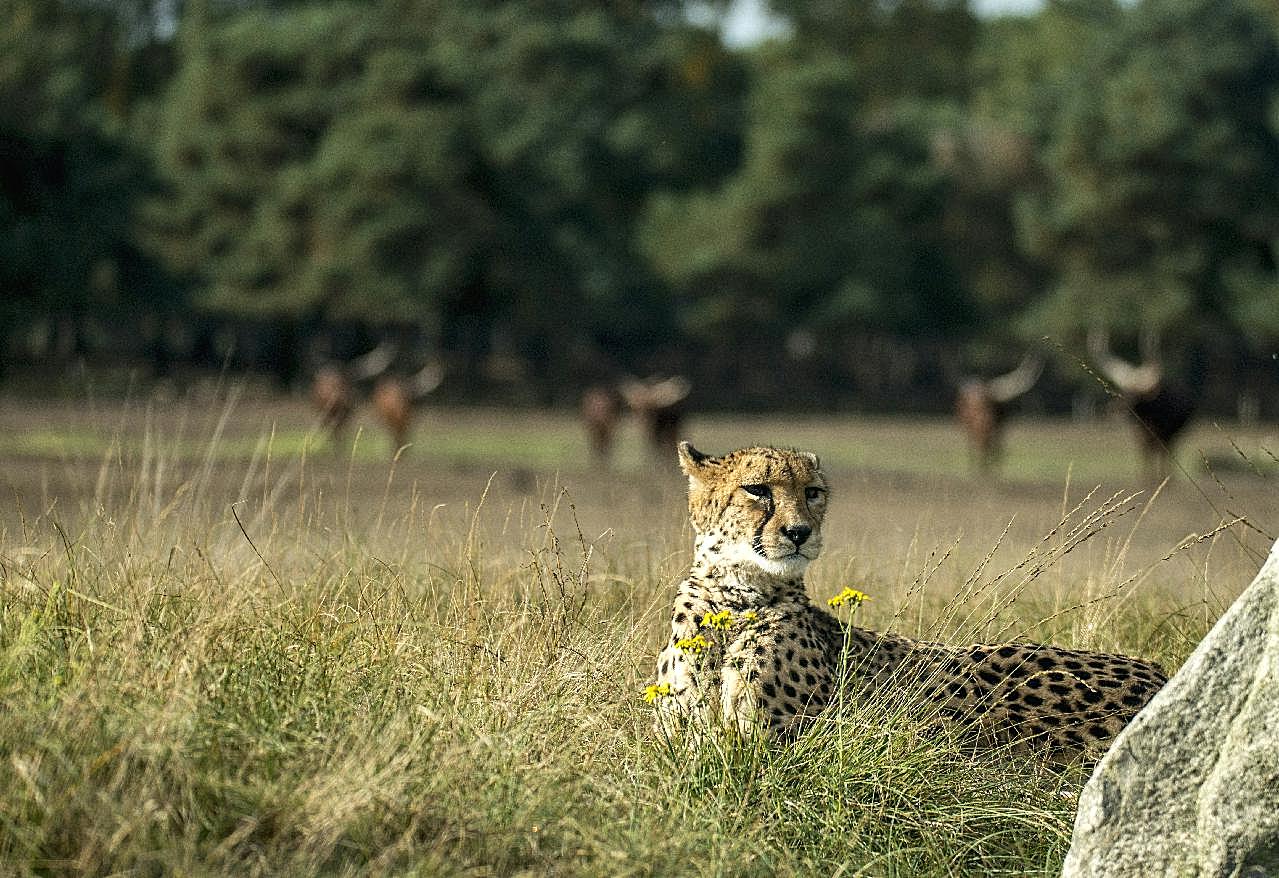 非洲大草原猎豹图片动物图片