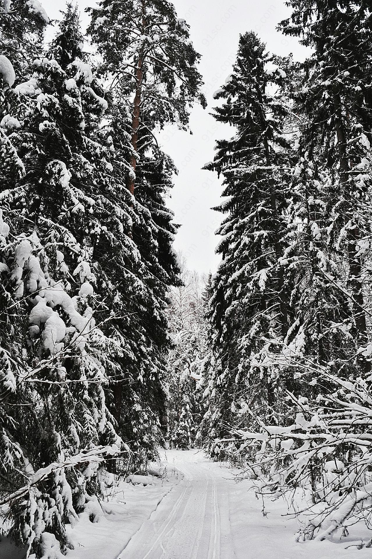 冬季森林积雪图片雪景