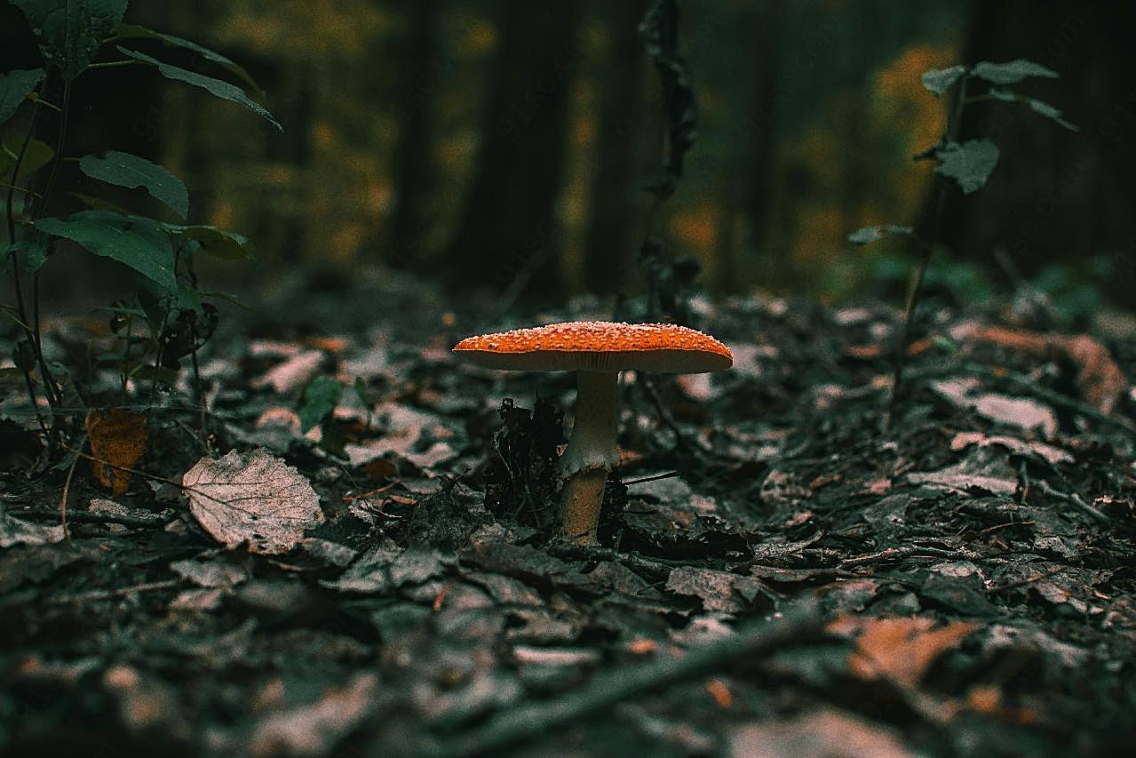 森林伞状毒图片蘑菇