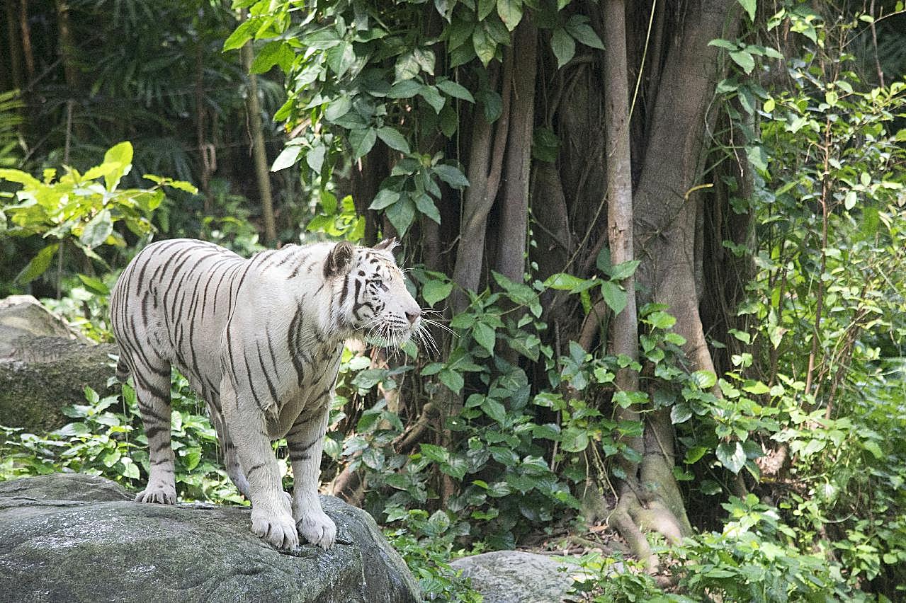 动物园白虎图片摄影高清