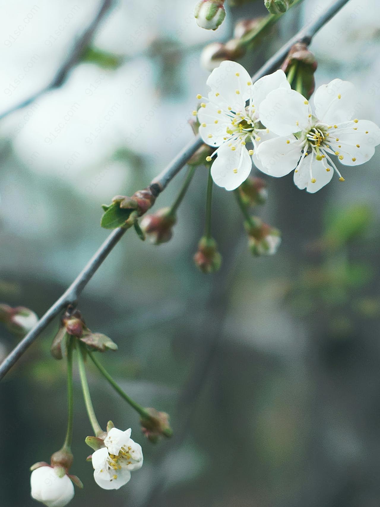 白花花枝图片花的