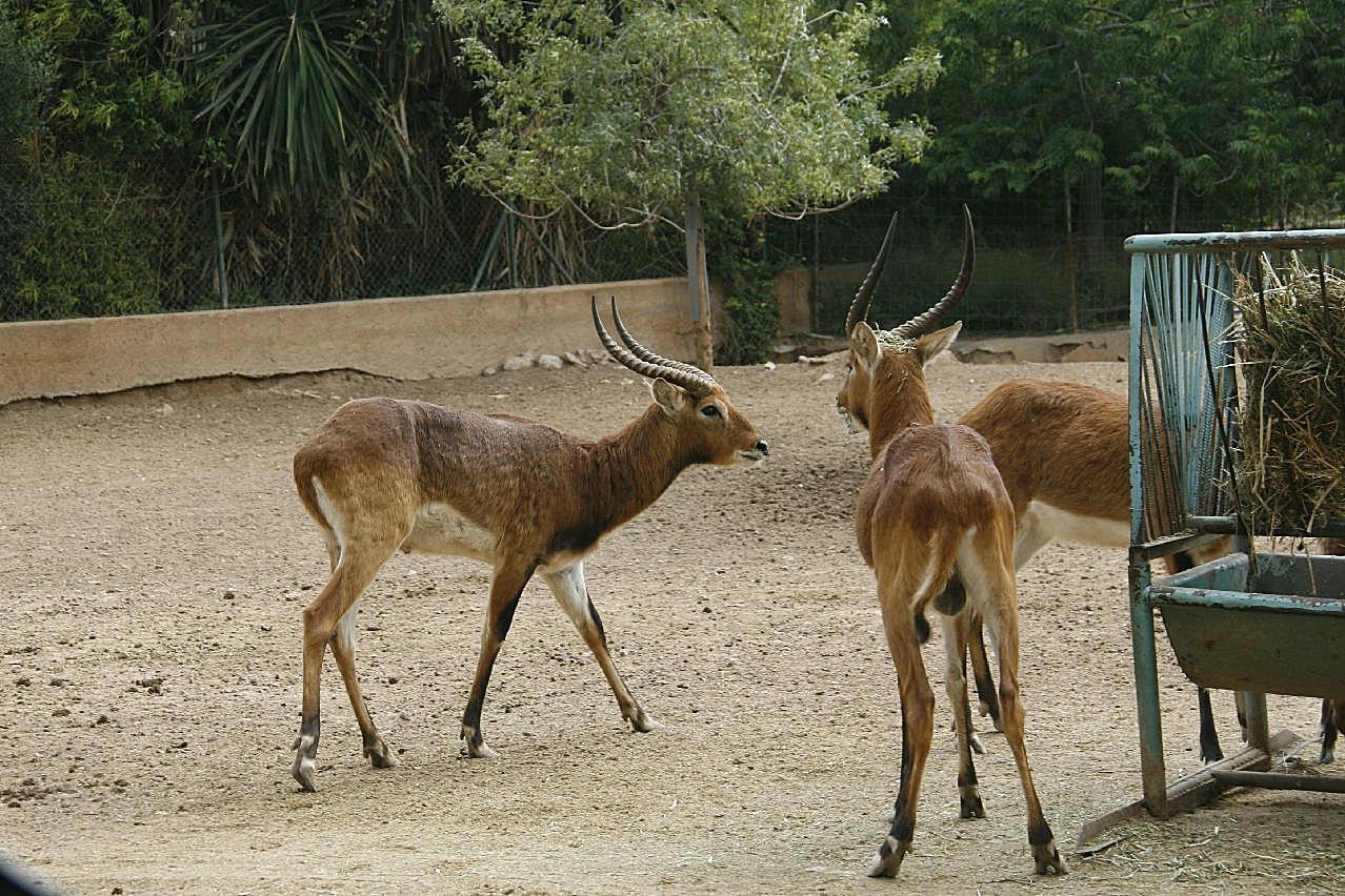 动物园小鹿图片摄影高清
