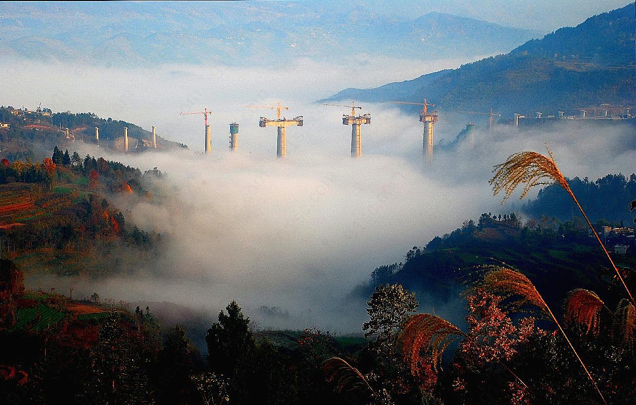 幽密古树图片风景摄影