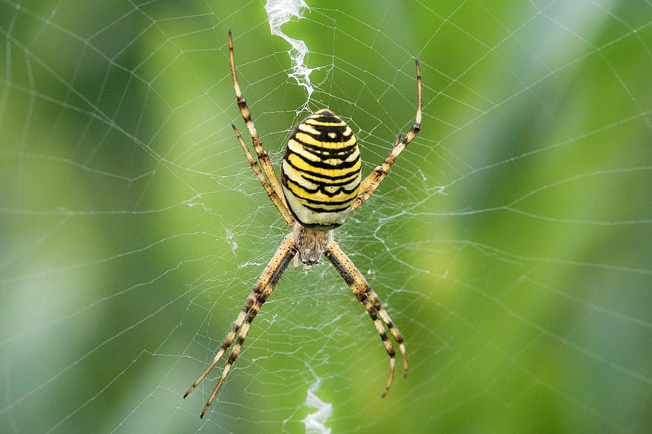 正在结网的蜘蛛图片生物摄影