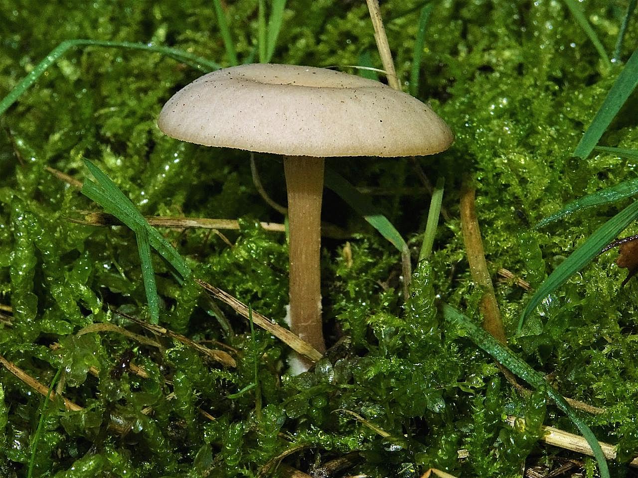 小朵白图片蘑菇