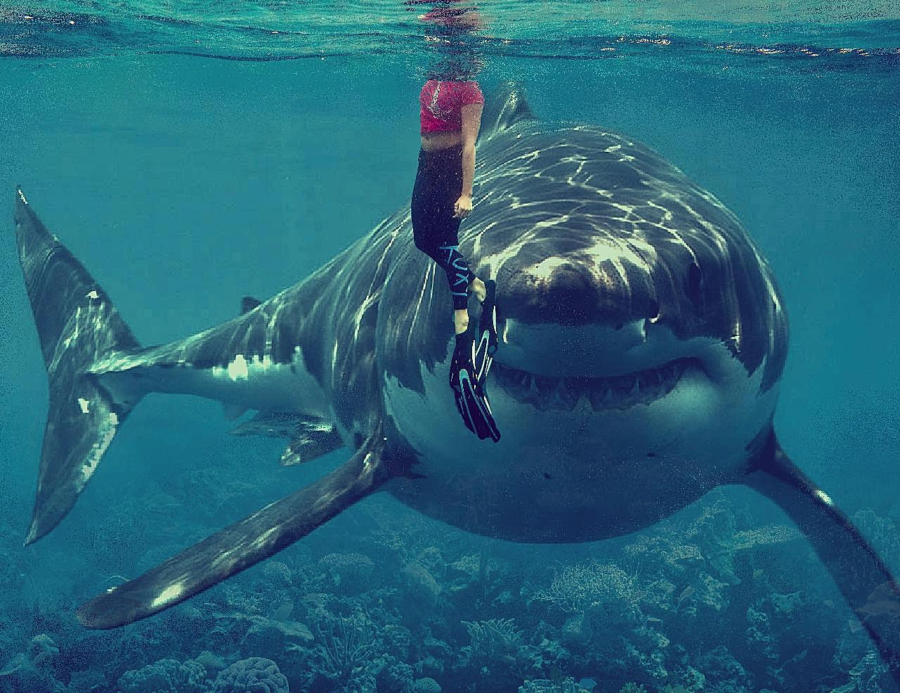 巨型鲨鱼图片摄影