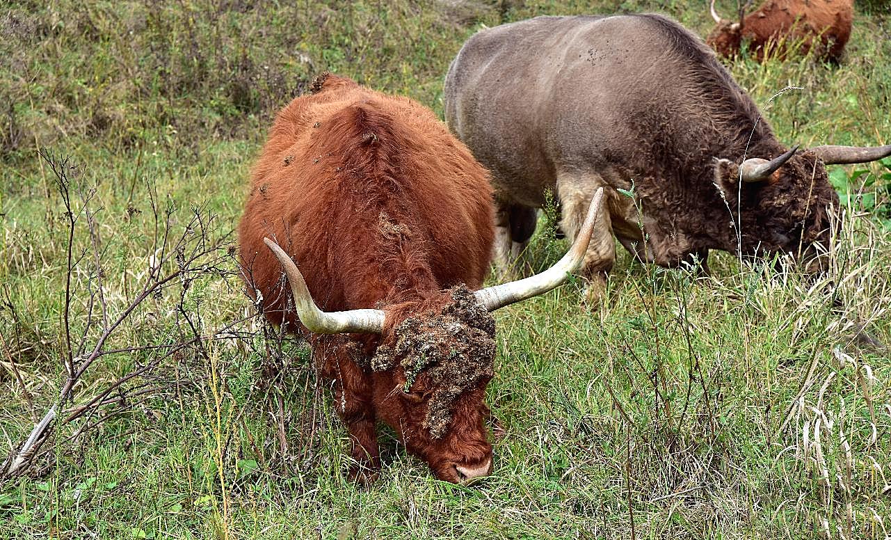 高原牦牛放牧图片高清