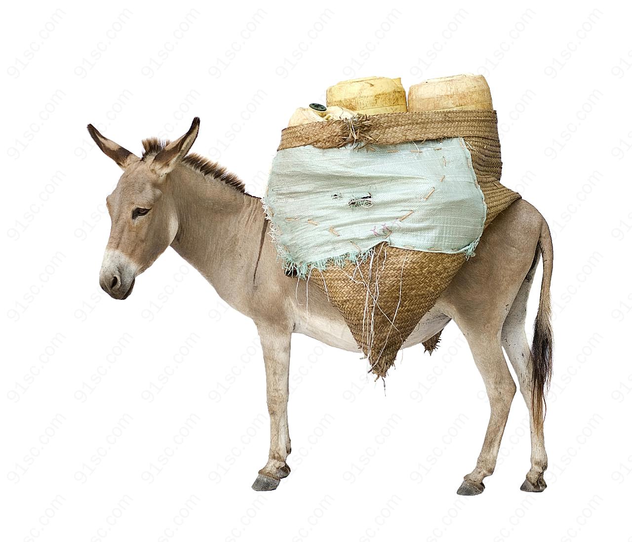 毛驴可爱图片下载家禽