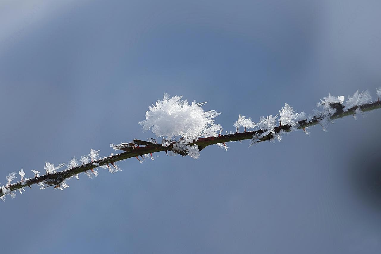 挂着冰霜的树枝图片雪景