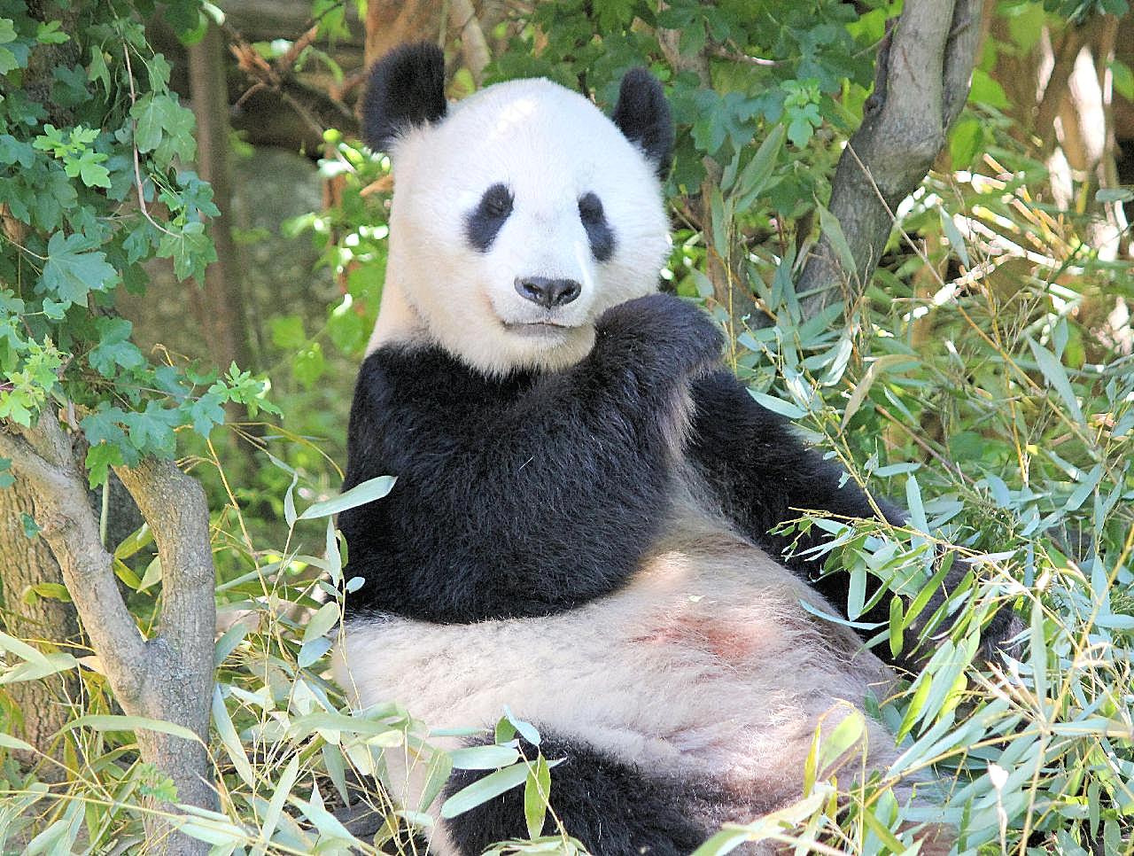 大熊猫吃竹叶图片摄影