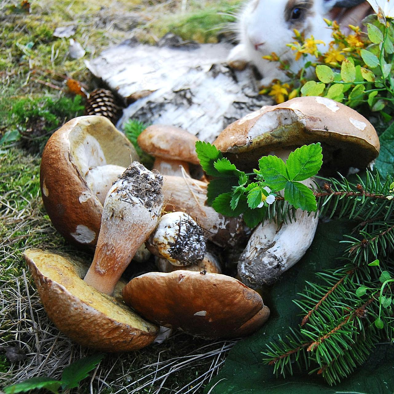 野生真菌图片蘑菇