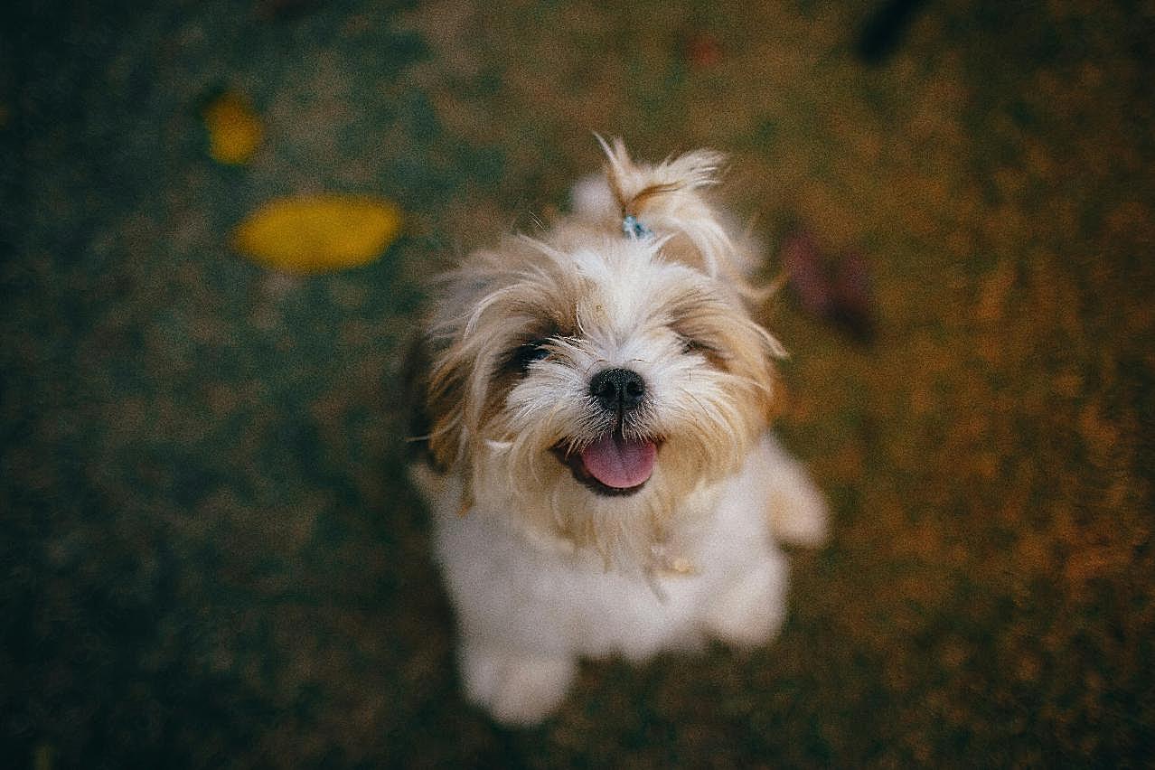 西施犬图片摄影高清