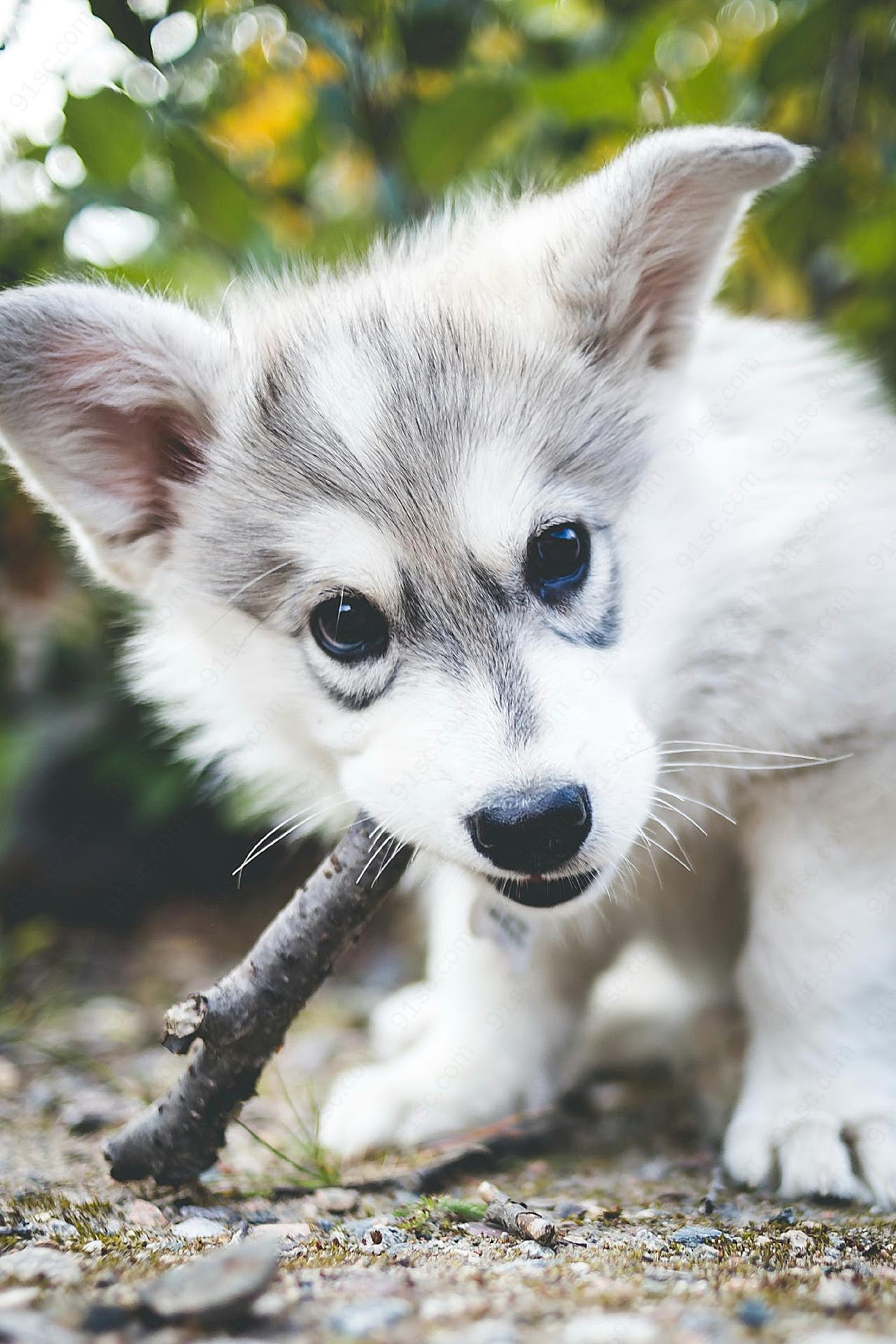 可爱哈士奇幼犬图片摄影