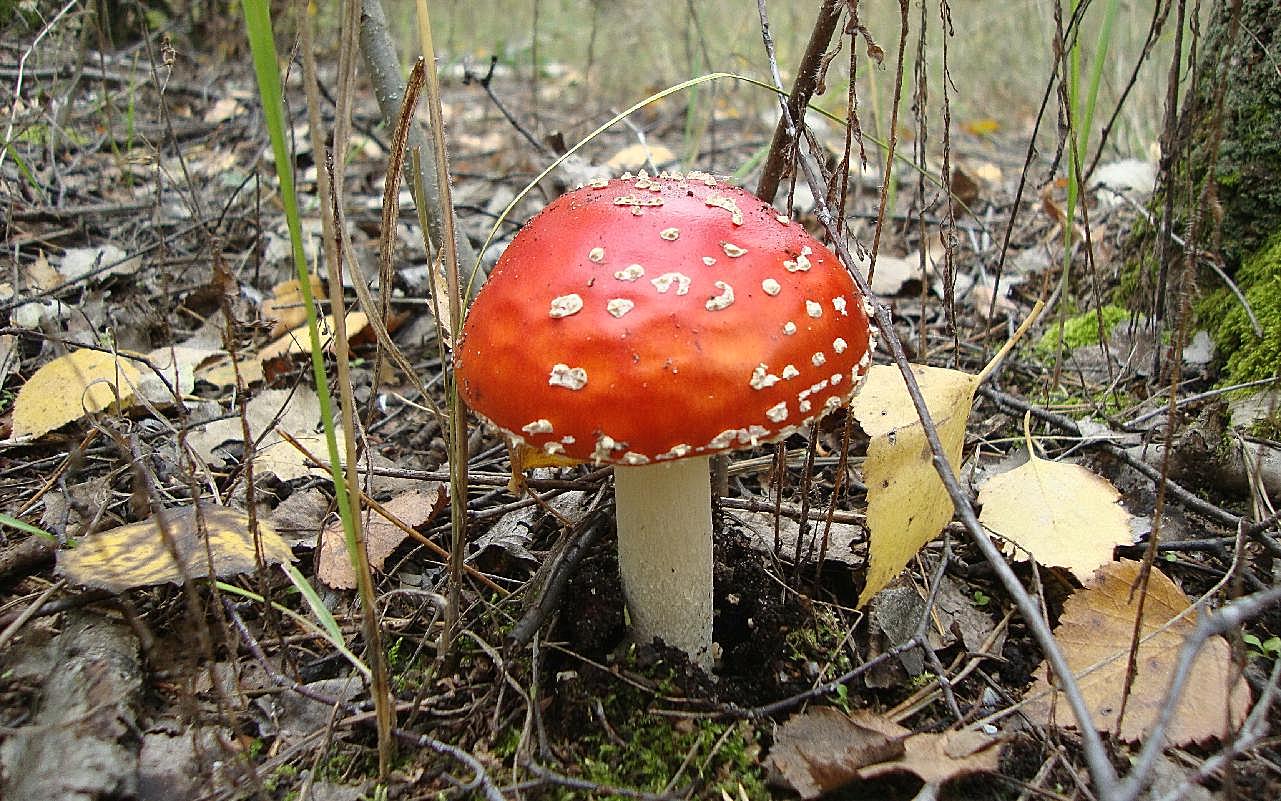 地面毒图片蘑菇