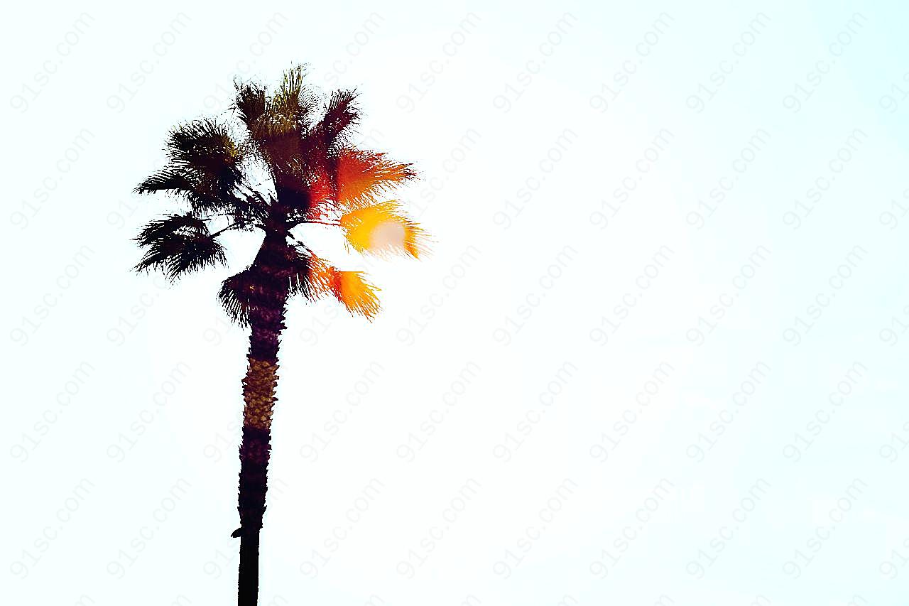 彩色椰子树插画图片摄影