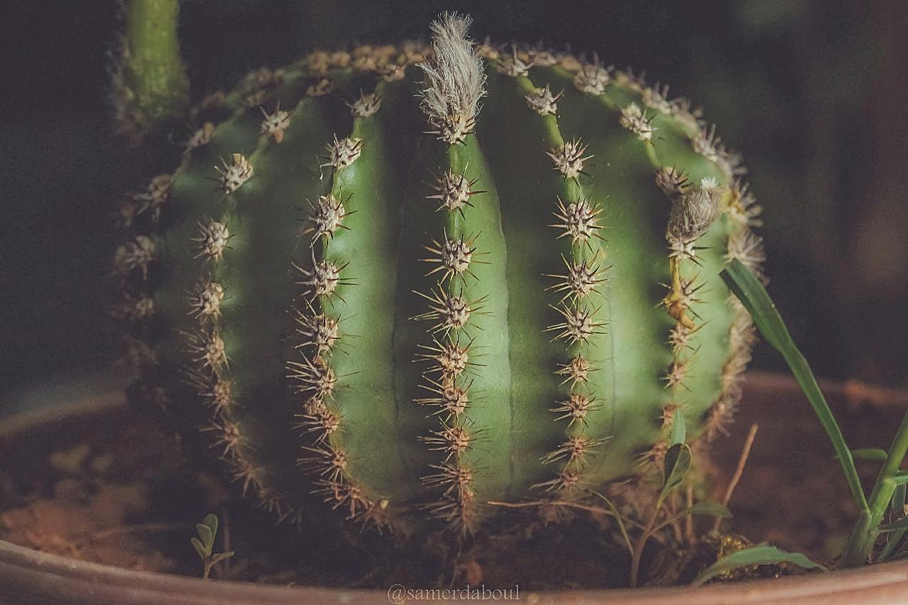 仙人球植物盆栽图片盆栽花卉