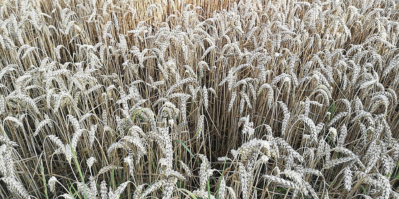 小麦成熟麦穗图片五谷杂粮