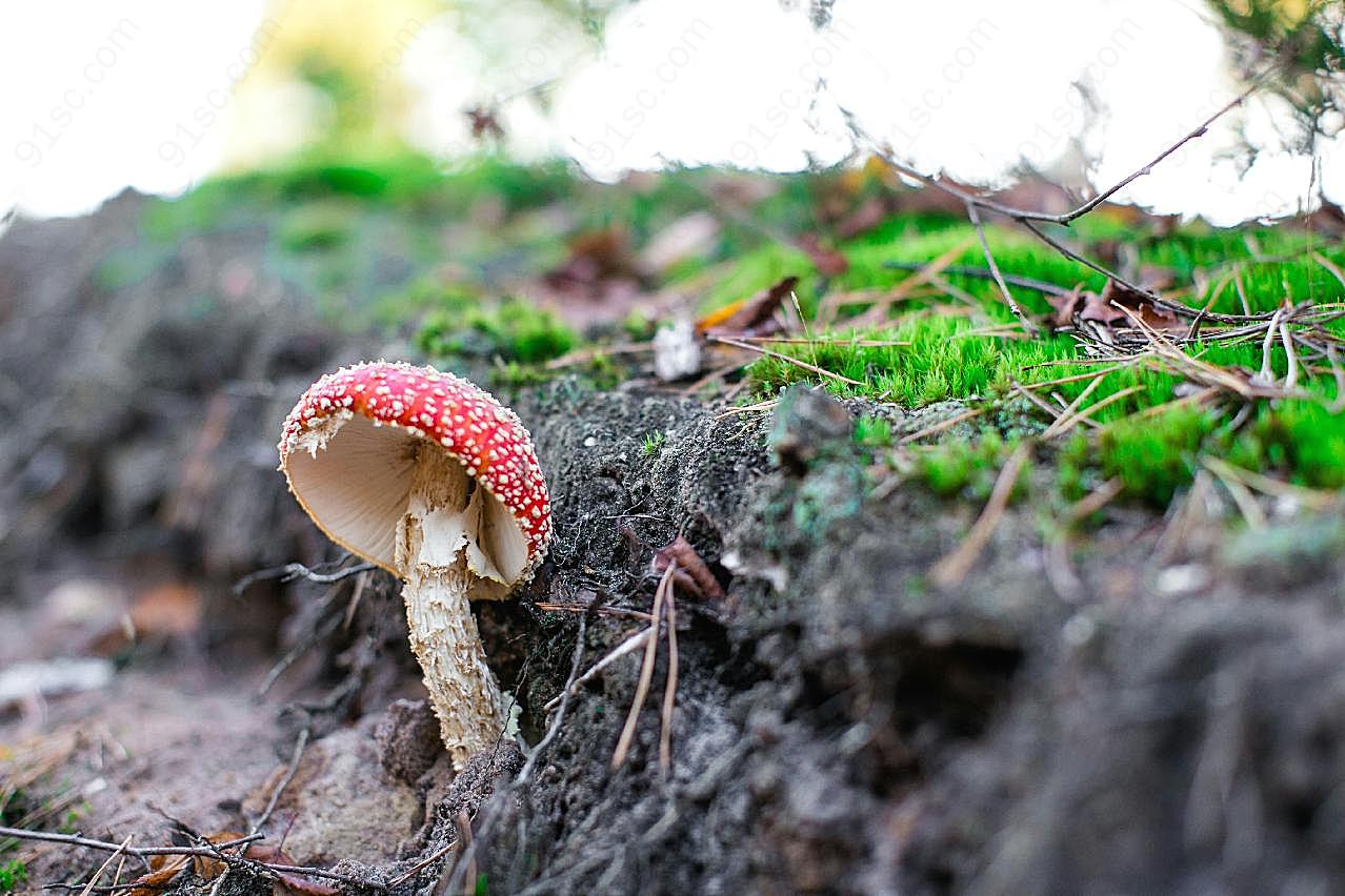野生毒图片蘑菇