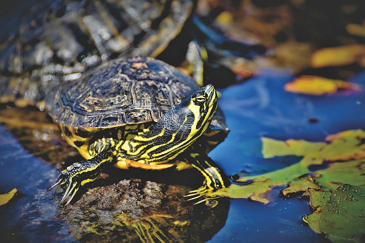 池塘乌龟休息图片爬行动物