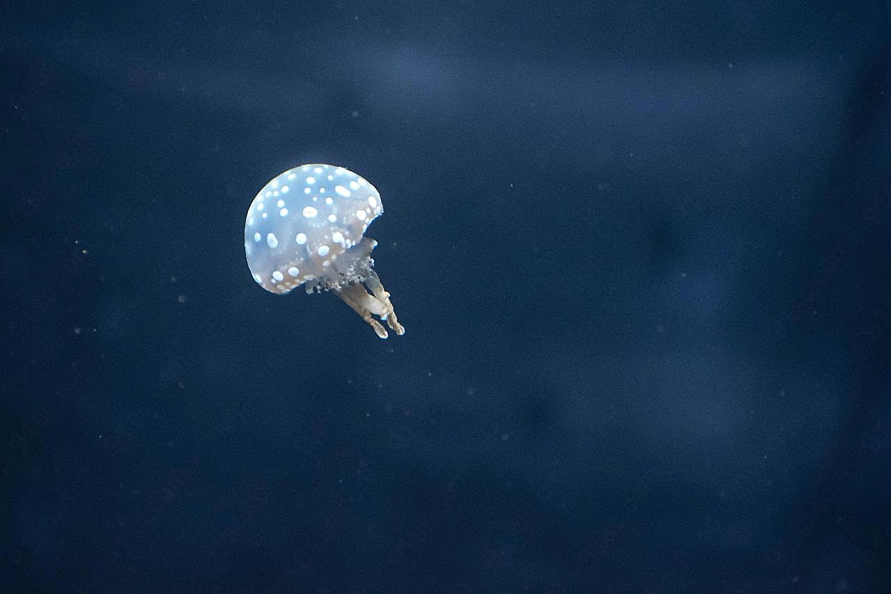 小水母图片海洋生物