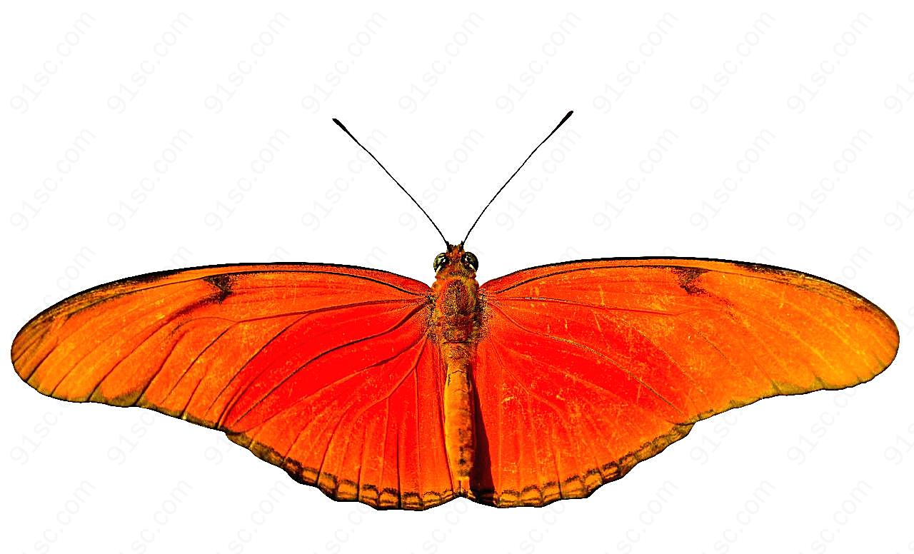标本图片蝴蝶