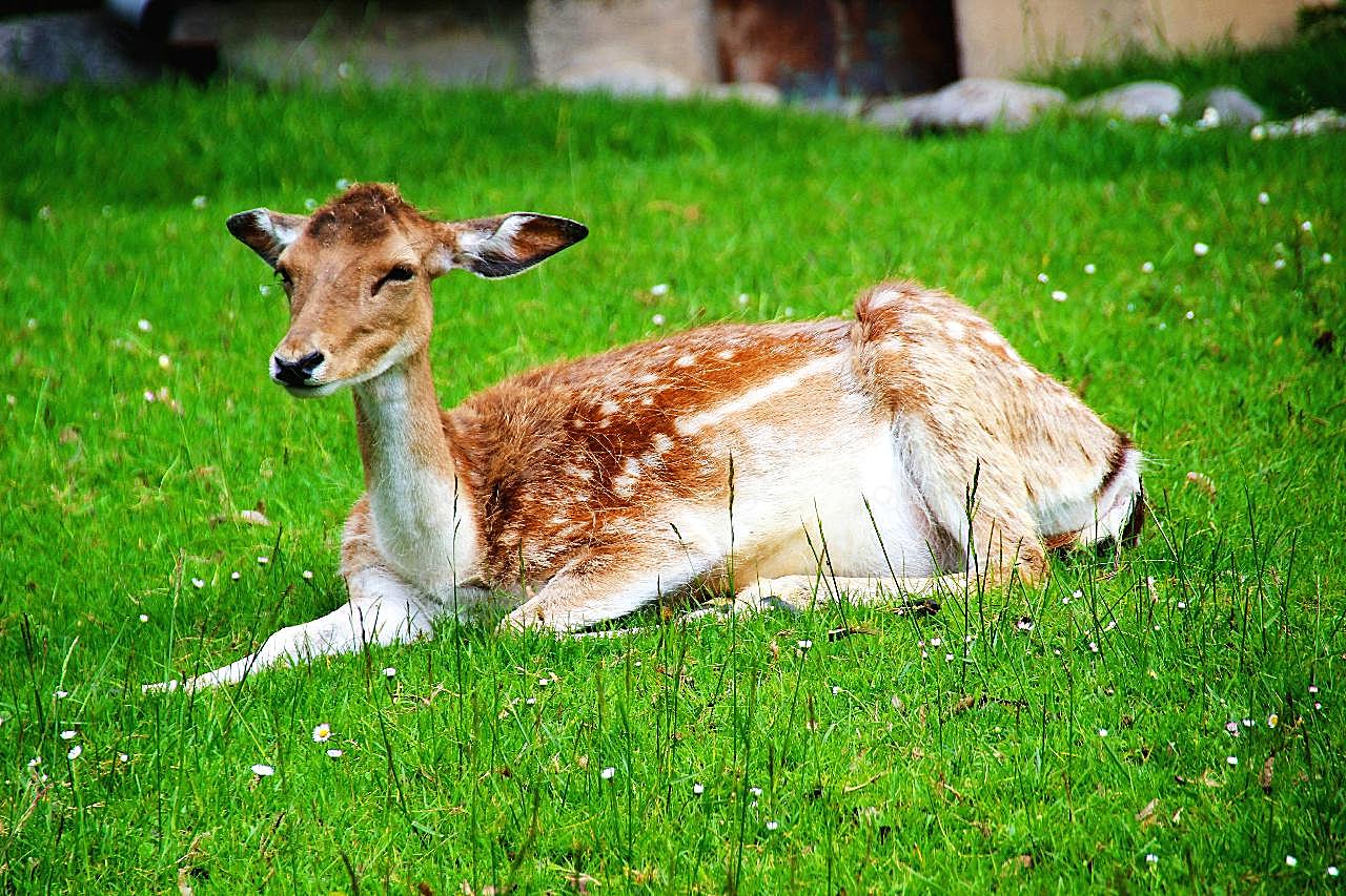 草地小鹿休憩图片动物图片