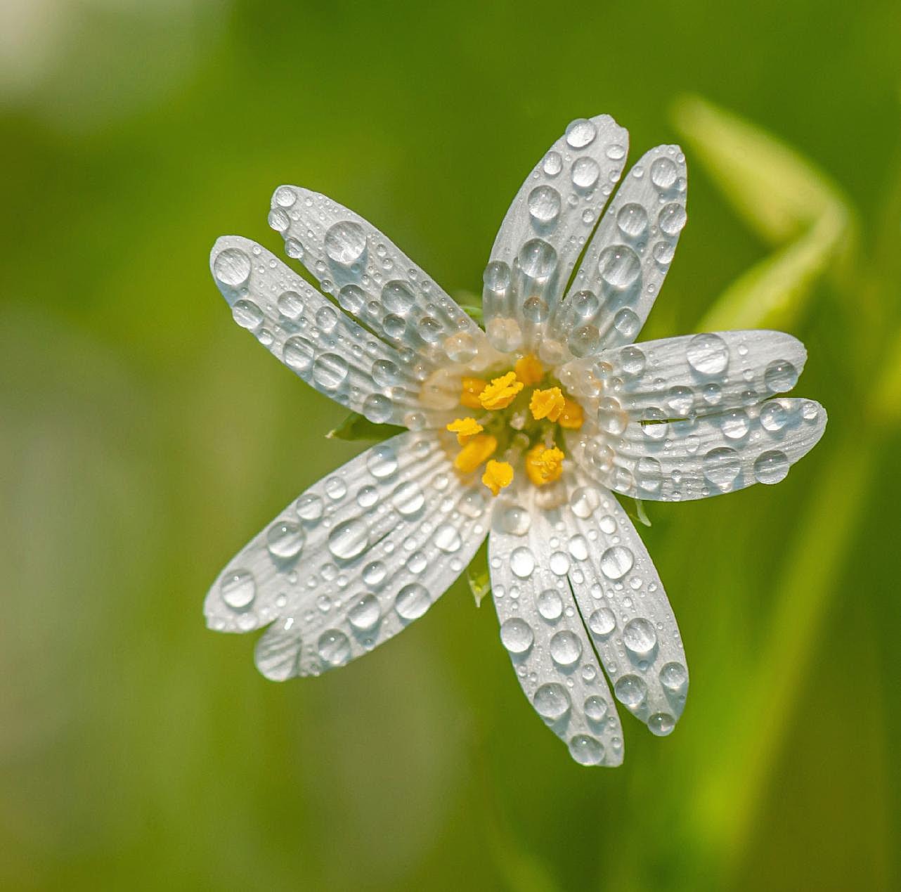 花朵露珠图片摄影